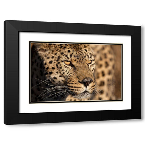 Cheetah Stare Black Modern Wood Framed Art Print with Double Matting by Jimmyz