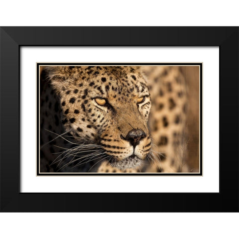 Cheetah Stare Black Modern Wood Framed Art Print with Double Matting by Jimmyz