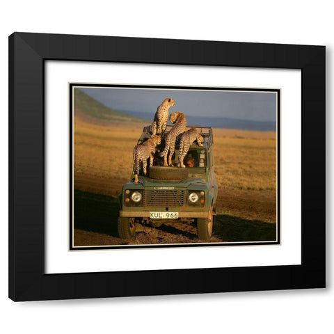 Cheetahs on Safari Black Modern Wood Framed Art Print with Double Matting by Jimmyz