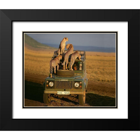 Cheetahs on Safari Black Modern Wood Framed Art Print with Double Matting by Jimmyz