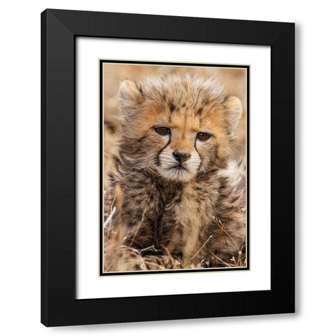 Baby Cheetah Black Modern Wood Framed Art Print with Double Matting by Jimmyz