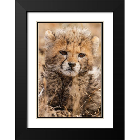 Baby Cheetah Black Modern Wood Framed Art Print with Double Matting by Jimmyz