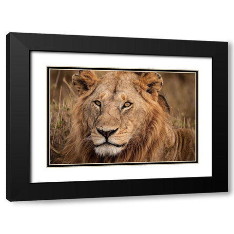 King of the Wild II Black Modern Wood Framed Art Print with Double Matting by Jimmyz