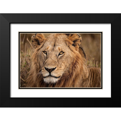 King of the Wild II Black Modern Wood Framed Art Print with Double Matting by Jimmyz