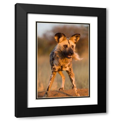 Hyena Stare Black Modern Wood Framed Art Print with Double Matting by Jimmyz