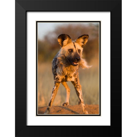 Hyena Stare Black Modern Wood Framed Art Print with Double Matting by Jimmyz