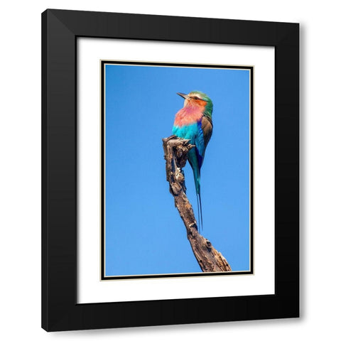 Hummingbird Sight Black Modern Wood Framed Art Print with Double Matting by Jimmyz