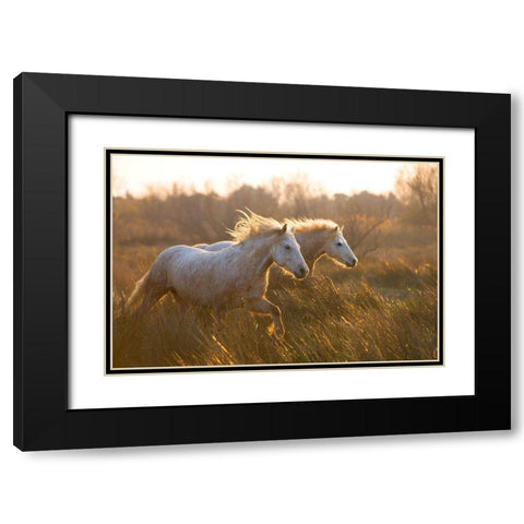 Two Horses Galloping Black Modern Wood Framed Art Print with Double Matting by Jimmyz