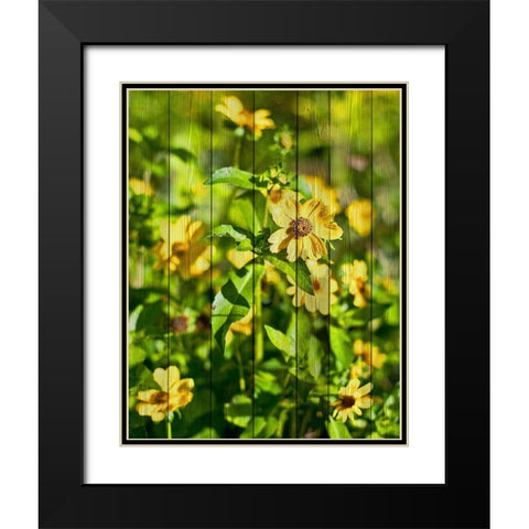 Daisies on Wood Black Modern Wood Framed Art Print with Double Matting by Nawrocke, Bruce