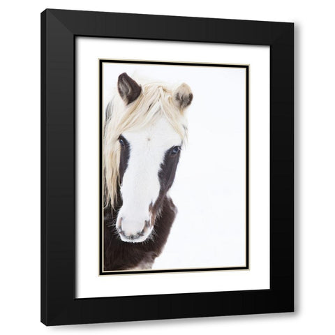 Stunning Stallion Black Modern Wood Framed Art Print with Double Matting by Walker, Carol
