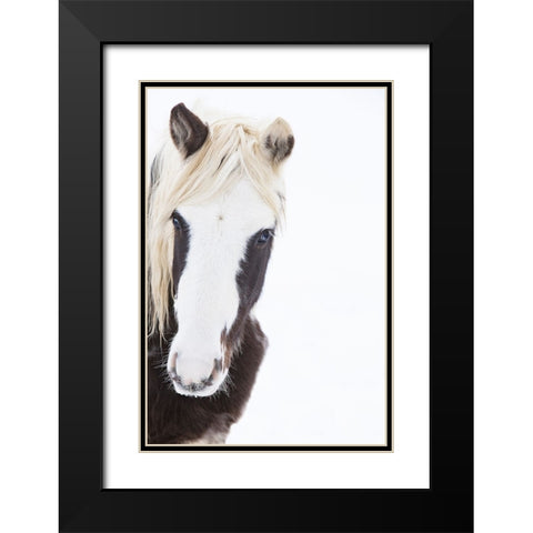 Stunning Stallion Black Modern Wood Framed Art Print with Double Matting by Walker, Carol