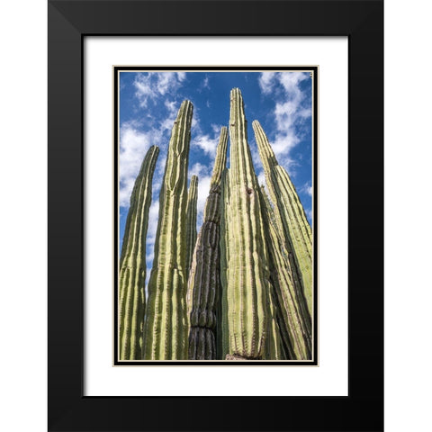 Tall Garden of Cactus Black Modern Wood Framed Art Print with Double Matting by Bill Carson Photography