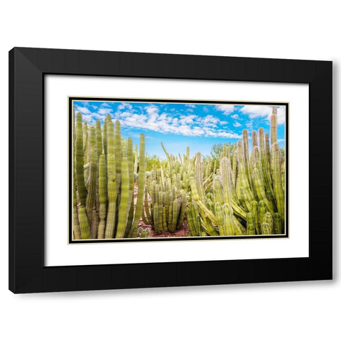 Cactus Garden Black Modern Wood Framed Art Print with Double Matting by Bill Carson Photography