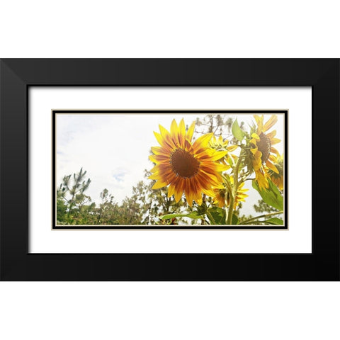 Summer Sunflower I Black Modern Wood Framed Art Print with Double Matting by Wilson, Kali