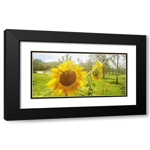 Summer Sunflower II Black Modern Wood Framed Art Print with Double Matting by Wilson, Kali