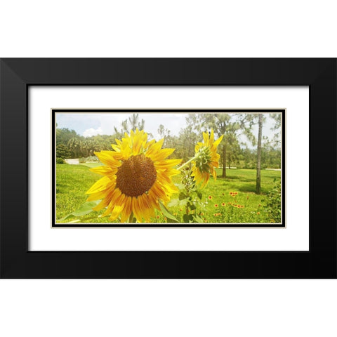 Summer Sunflower II Black Modern Wood Framed Art Print with Double Matting by Wilson, Kali