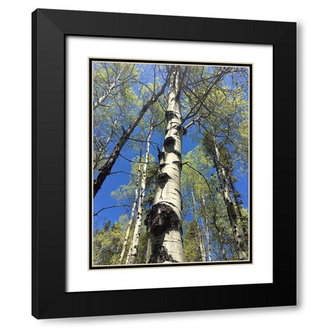 Aspens Reaching for the Sky Black Modern Wood Framed Art Print with Double Matting by Coppel, Anna