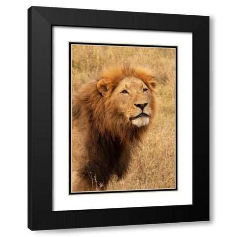 Lions Intent Stare Black Modern Wood Framed Art Print with Double Matting by Mansfield, Kathy