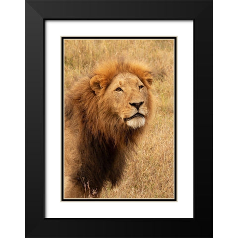 Lions Intent Stare Black Modern Wood Framed Art Print with Double Matting by Mansfield, Kathy