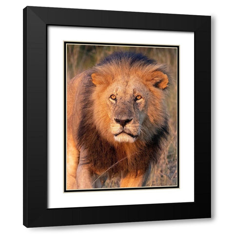 Approaching Lion Black Modern Wood Framed Art Print with Double Matting by Mansfield, Kathy