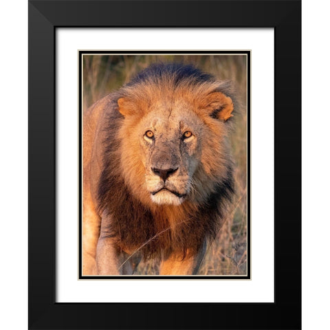 Approaching Lion Black Modern Wood Framed Art Print with Double Matting by Mansfield, Kathy