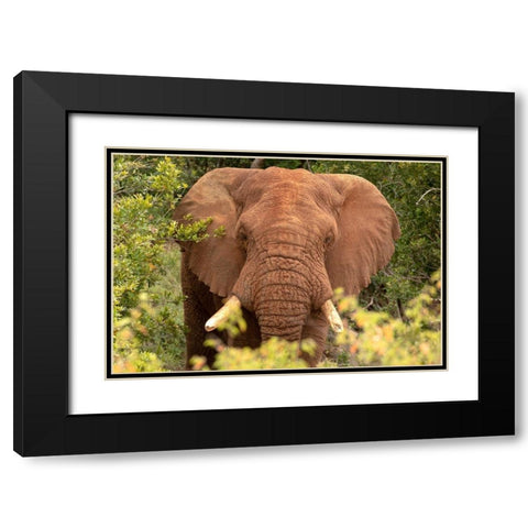 Elephant on Alert Black Modern Wood Framed Art Print with Double Matting by Mansfield, Kathy