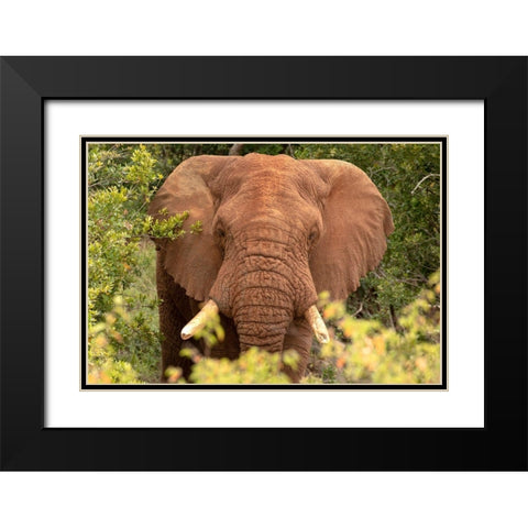 Elephant on Alert Black Modern Wood Framed Art Print with Double Matting by Mansfield, Kathy