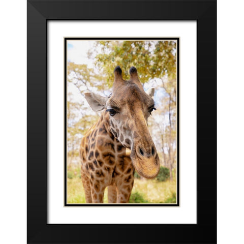 Curious Giraffe Black Modern Wood Framed Art Print with Double Matting by Mansfield, Kathy