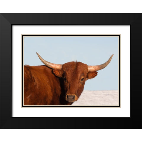Steer Black Modern Wood Framed Art Print with Double Matting by Walker, Carol