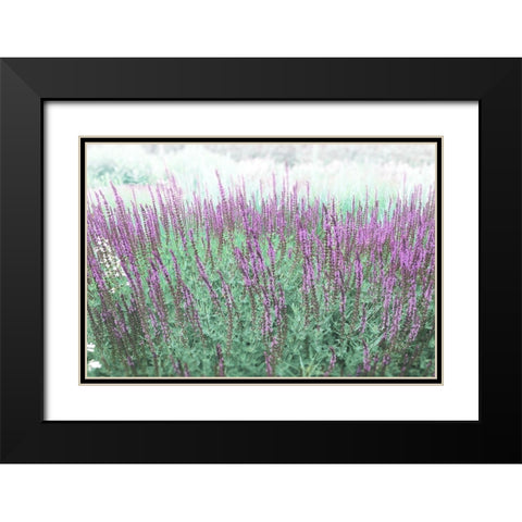 Lavender Garden Black Modern Wood Framed Art Print with Double Matting by Meneely, Dan