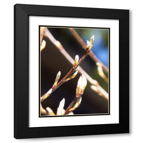 Into Nature I Black Modern Wood Framed Art Print with Double Matting by Hyler, JB