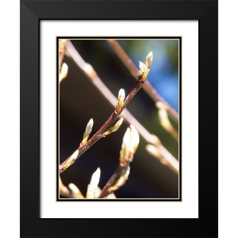 Into Nature I Black Modern Wood Framed Art Print with Double Matting by Hyler, JB