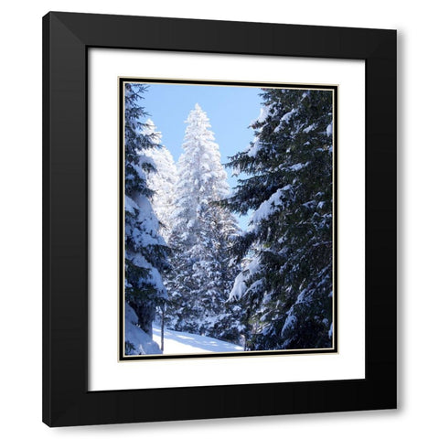 Frosted Tree Black Modern Wood Framed Art Print with Double Matting by Hyler, JB