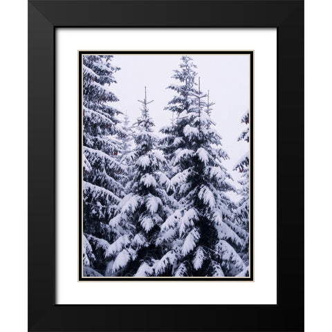 Snowy Evergreen Black Modern Wood Framed Art Print with Double Matting by Hyler, JB