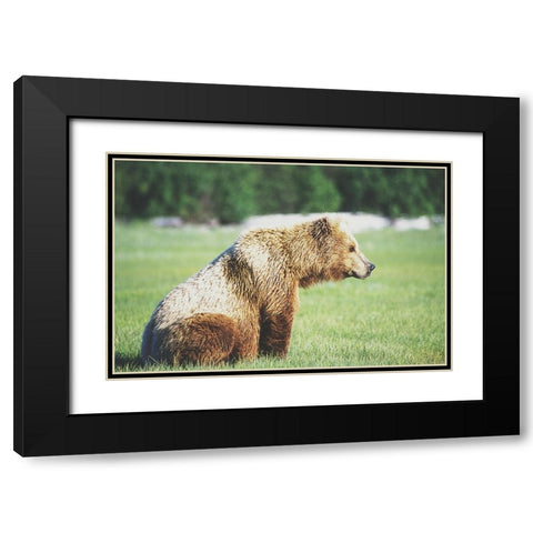 Gazing Bear Black Modern Wood Framed Art Print with Double Matting by Walker, Carol