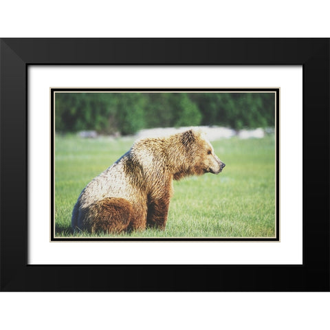 Gazing Bear Black Modern Wood Framed Art Print with Double Matting by Walker, Carol