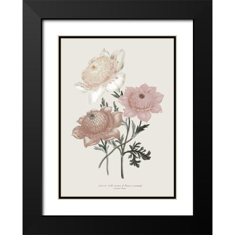 Anemone Coronaria I Black Modern Wood Framed Art Print with Double Matting by Piddix
