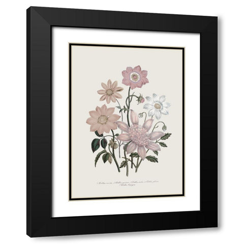 Anemone Coronaria II Black Modern Wood Framed Art Print with Double Matting by Piddix