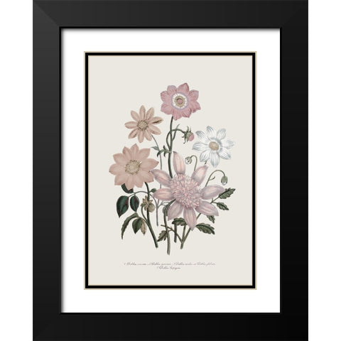 Anemone Coronaria II Black Modern Wood Framed Art Print with Double Matting by Piddix