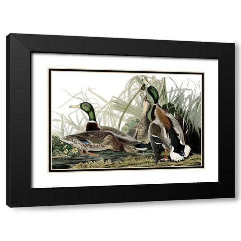 Duck Days Black Modern Wood Framed Art Print with Double Matting by Piddix