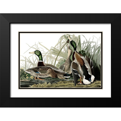 Duck Days Black Modern Wood Framed Art Print with Double Matting by Piddix