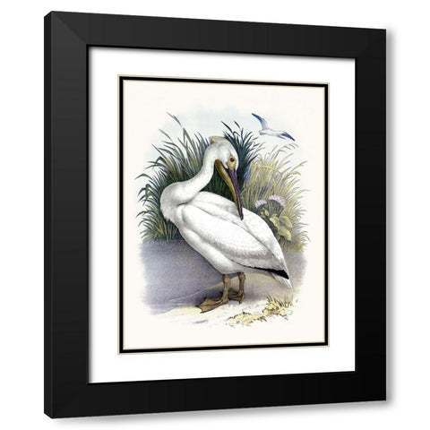 American White Pelican Black Modern Wood Framed Art Print with Double Matting by Piddix