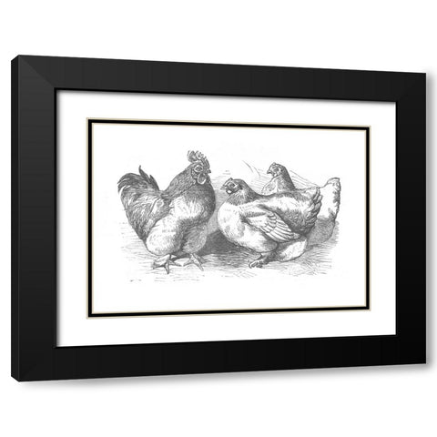 Chickens Sketch Black Modern Wood Framed Art Print with Double Matting by Piddix