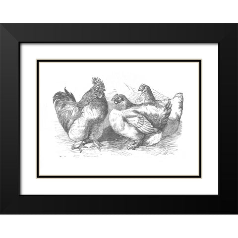 Chickens Sketch Black Modern Wood Framed Art Print with Double Matting by Piddix