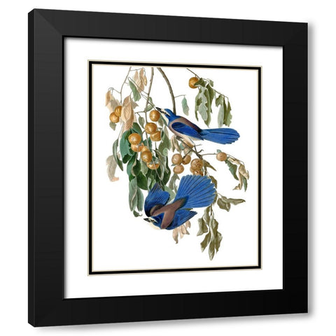 Florida Blue Jay Black Modern Wood Framed Art Print with Double Matting by Piddix