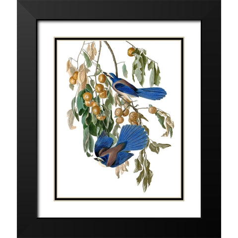 Florida Blue Jay Black Modern Wood Framed Art Print with Double Matting by Piddix