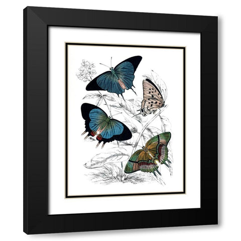 Butterfly Study I Black Modern Wood Framed Art Print with Double Matting by Piddix