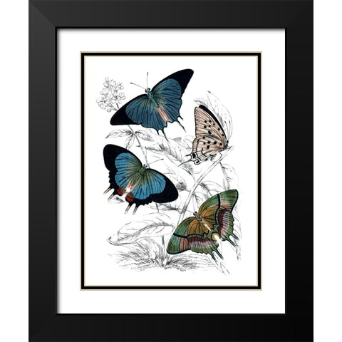 Butterfly Study I Black Modern Wood Framed Art Print with Double Matting by Piddix