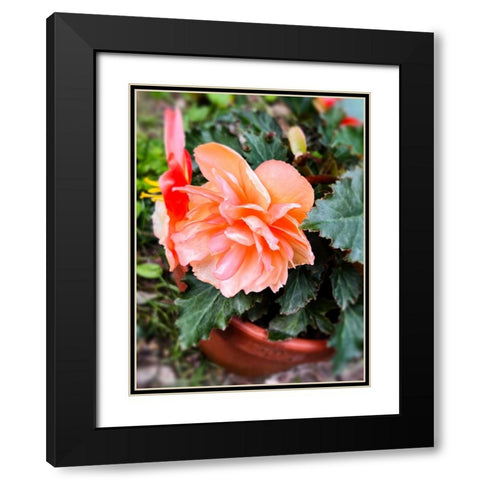Potted Beauty Black Modern Wood Framed Art Print with Double Matting by Hyler, JB