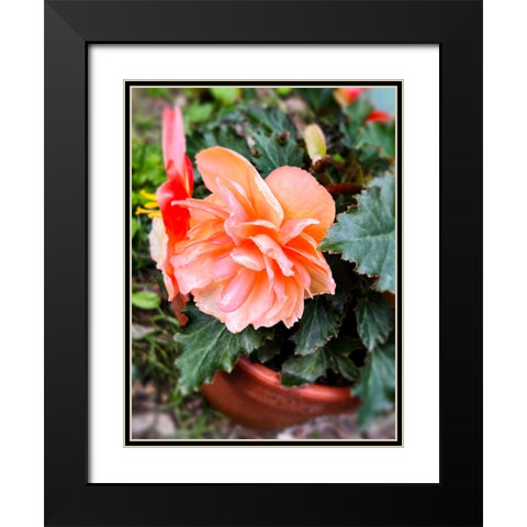 Potted Beauty Black Modern Wood Framed Art Print with Double Matting by Hyler, JB